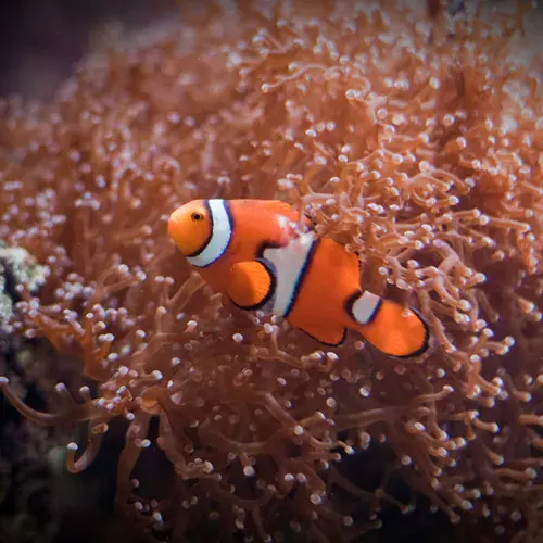 Sea Life San Antonio