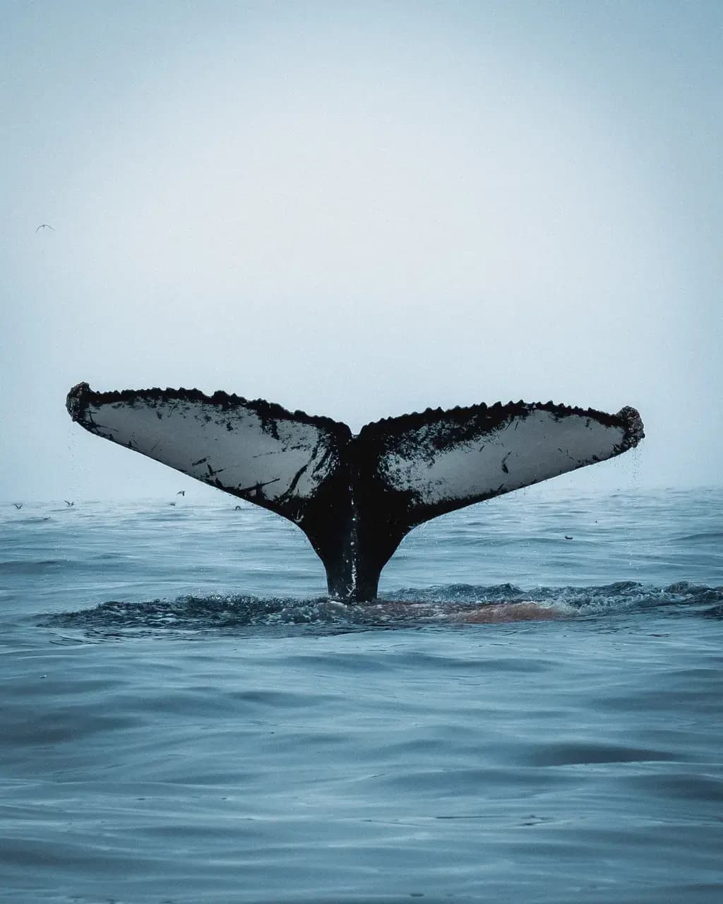 Ocean Quest Adventures