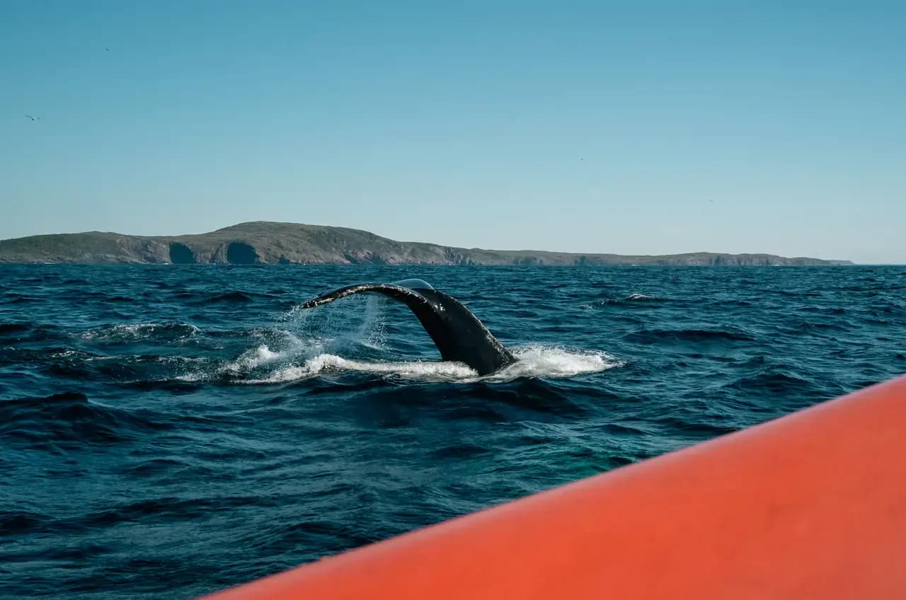 Ocean Quest Adventures